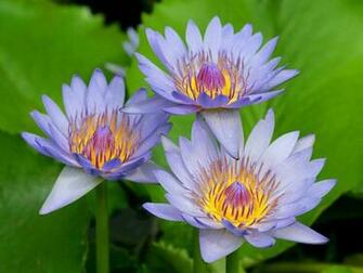 Wallpaper Water Lily Flowers