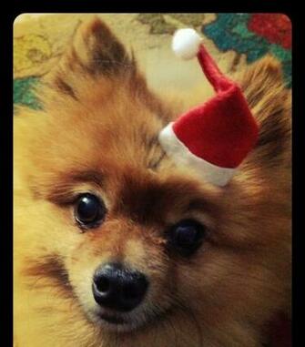Pomeranian Christmas Poms