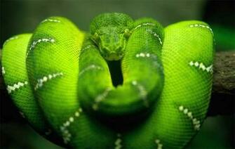 Snakes Live Wallpaper V1