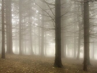 Misty Woodland Nature Wallpaper Featuring Trees And Forests