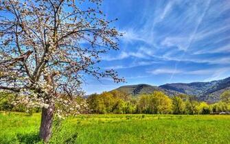 Spring Landscape Wallpaper And Image Pictures Photos