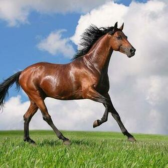 HD Galloping Steed Wallpaper