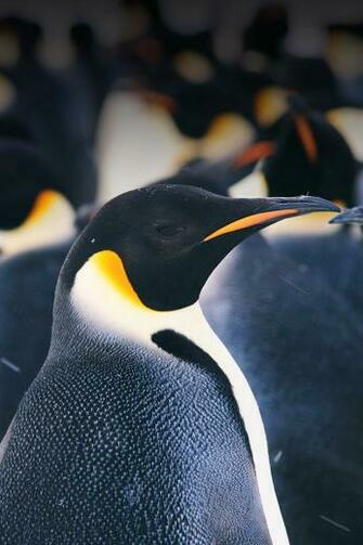 Ios7 I Am Penguin Parallax HD iPhone iPad Wallpaper