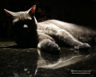 Awesome Cat Background Cool Wallpaper