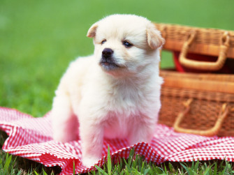 HD Cute Baby Animal Background Wallpaper