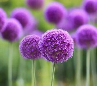 Elegant QHD Wallpaper For Lg G3 Enhancing Gracefulness Of Eye
