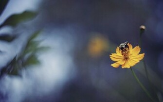 Bee Wallpaper HD Pictures One Background