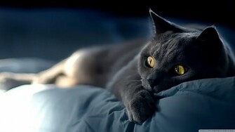 Dreamy Cat Wallpaper Jpg
