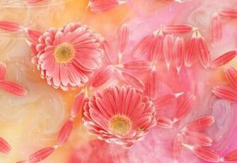 Beautiful Butterfly Animated Wallpaper Lisisoft