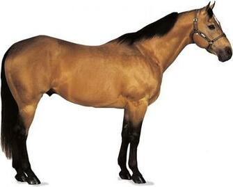 American Quarter Horse Breed Of Britannica