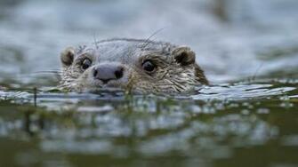 Otter Computer Wallpaper Desktop Background