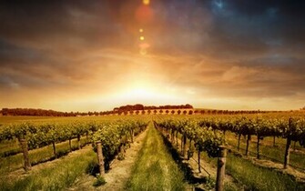 Beautiful Sunset On The Vineyard Wallpaper HD With