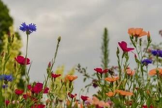 Photo Flowers Background Summer Meadow Desktop