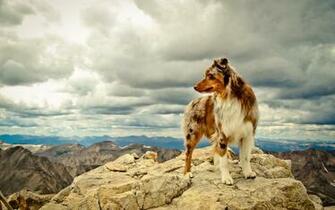 Australian Shepherd HD Desktop Wallpaper 7wallpaper Net