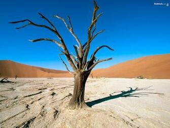 Dead Trees In Desert Wallpaper Nature
