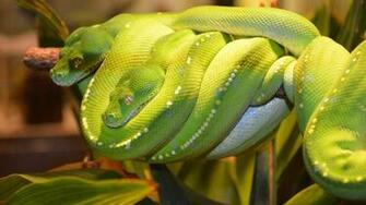 Explore The Collection Reptiles Snakes Python