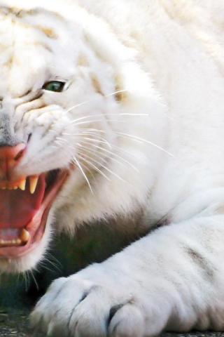 White Lion Wallpaper HD Teahub Io