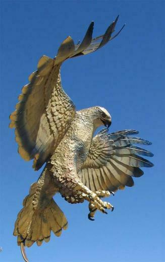 Hawk Wallpaper Picture Photo Animal Pictures