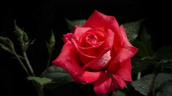 Rose Flower Background Image HD Wallpaper Of