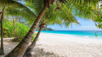 Palm Tree Beach Wallpaper