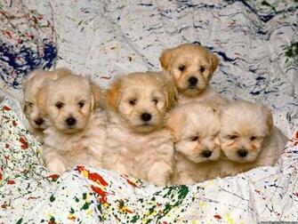 Desktop Wallpaper Animals Background White Mixed