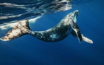 Baby Whale Wallpaper HD Animals