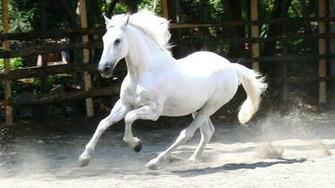 Horse Beautiful White HD Wallpaper Cute