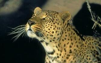 Leopard Looking For Animal Wallpaper