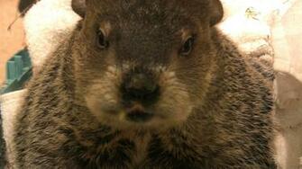 Groundhog Day Wallpaper Image