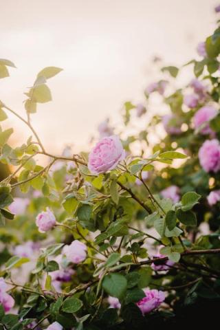 Gorgeous Cottagecore Aesthetic Wallpaper For Your iPhone In