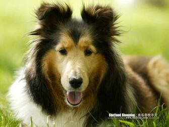 Shetland Sheepdog Photos Sheltie Dog Wallpaper No Desktop