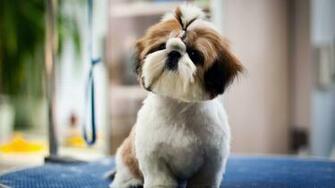 Very Cute Dog HD Wallpaper