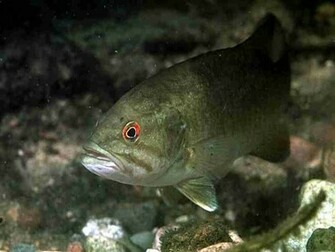 Fish R Bass Fishing Wallpaper