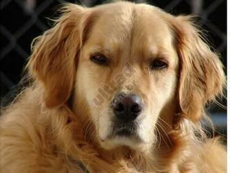 Golden Retriever Puppy