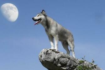 Wolf Cub