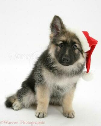 German Shepherd Dog Bitch Pup Echo Wearing A Father Christmas Hat