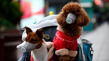 Coronavirus Patients Pets In Hong Kong Will Be Quarantined After