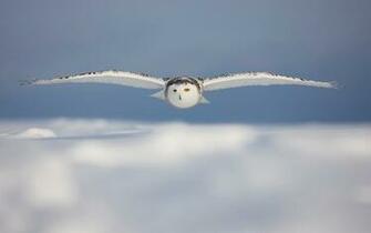 Snowy Owl Wallpaper HD Early