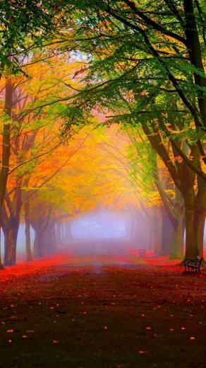 Wallpaper Park 5k 4k 8k Autumn Beautiful Leaves