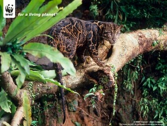 All About Kucing Teraneh Dan Terlangka Di Dunia
