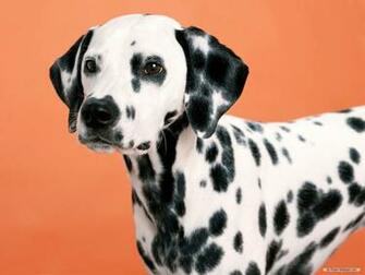 Wallpaper Animal Dalmatian