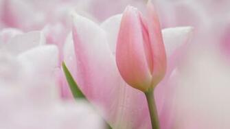 Pink Tulips Wallpaper