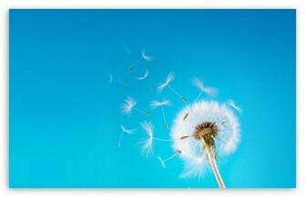 Dandelion Wallpaper
