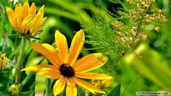 Vibrant Flowers High Definition Wallpaper Elsoar