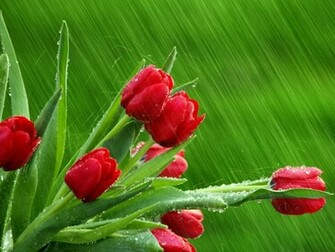 Beautiful Wallpaper Rain For Your Desktop