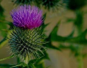 Go To Scotland And Have A Man Give Me Scottish Thistle