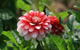 Dahlia Wallpaper Flower