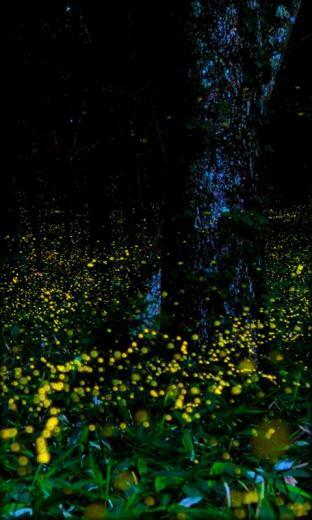 Fireflies Live Wallpaper Is The Right For Your Phone If You