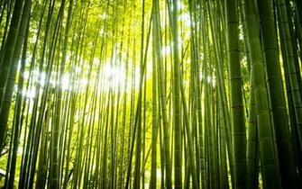 Bamboo Computer Wallpaper Desktop Background