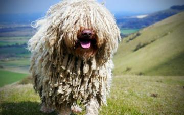 Wallpaper Puli Shaggy Dog Close Up Hungarian Water